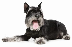 Догляд за шерстю цвергшнауцера.