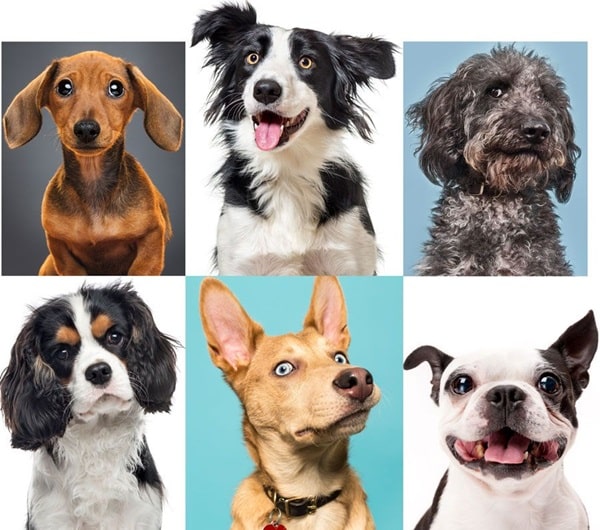 Емоції в людей і собак: еволюційна точка зору