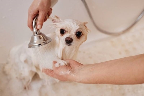 Утримання, догляд і харчування шпіца