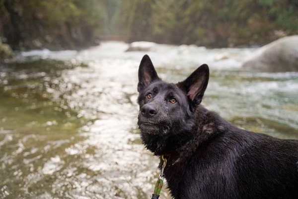 Німецька вівчарка чорного забарвлення
