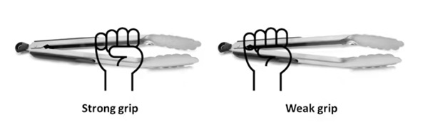 Коротші морди більш ефективні в силі укусу