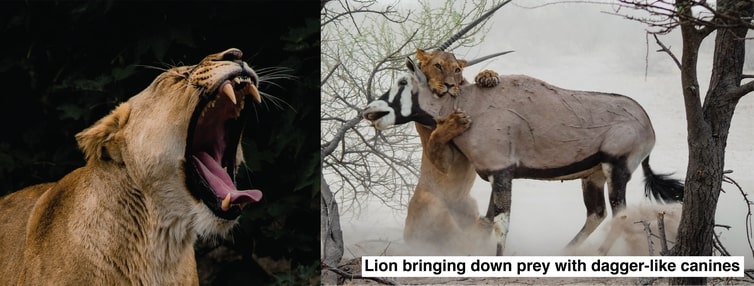 Форма і функція