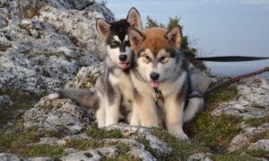 Маламут і хаскі — чим відрізняються породи?