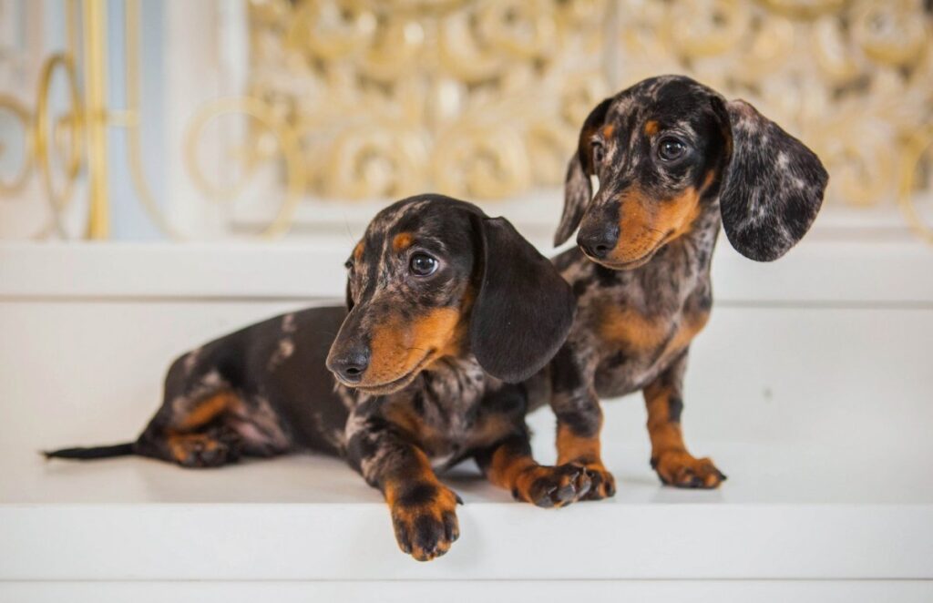 Мармурова такса — особливості забарвлення породи та фото.