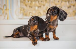 Мармурова такса — особливості забарвлення породи та фото.