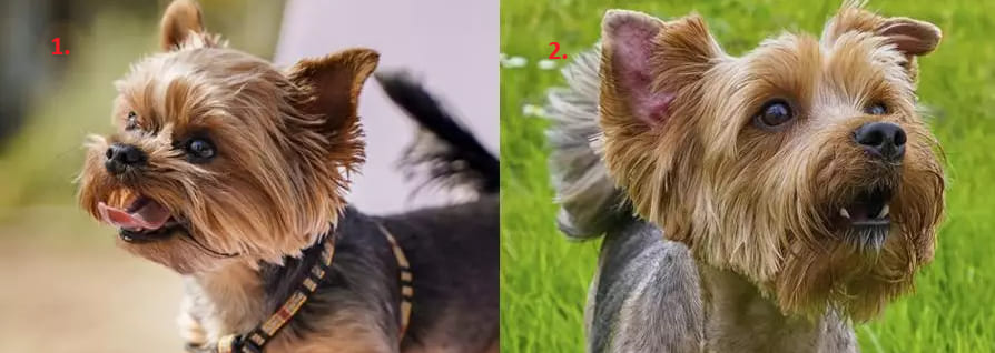 Йорк міні і стандарт — голова