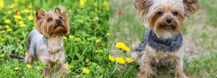 Йорк міні і стандарт — вага