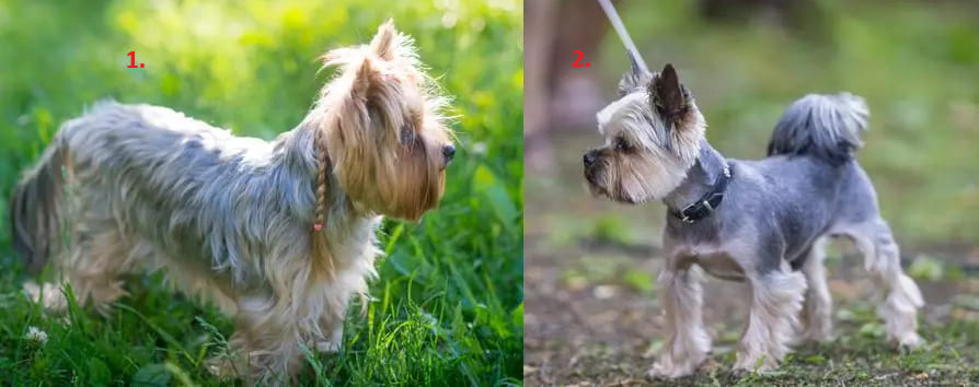 Йорк міні і стандарт — висота в холці