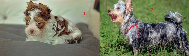 Нестандартні варіанти забарвлень