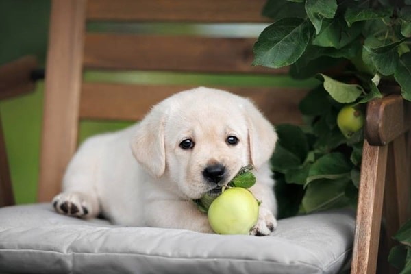 Опис і зовнішній вигляд