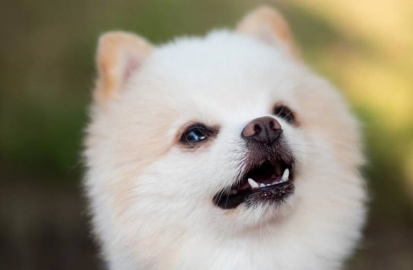 Особливості характеру і темпераменту