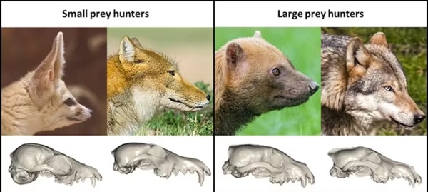 Пояснення винятків