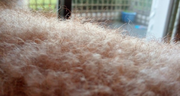 Покривне волосся пуделя