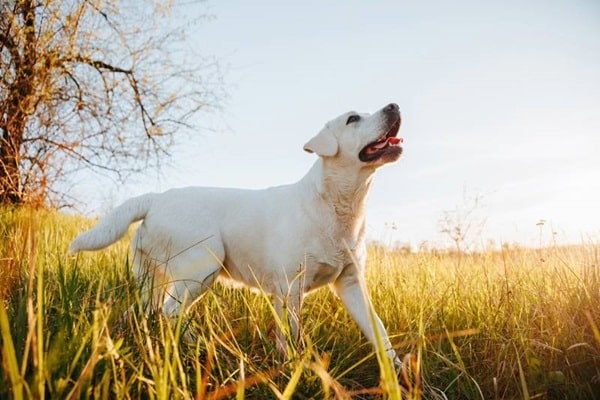 Питання виховання та дресирування породи