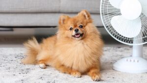 Рудий шпіц — особливості забарвлення породи та фото собак.