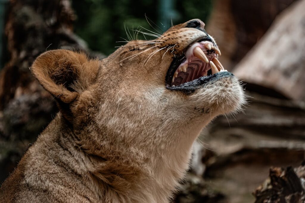 Щелепи смерті: як еволюціонували ікла хижаків.