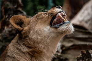 Щелепи смерті: як еволюціонували ікла хижаків.