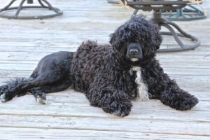 Що вам не говорять про гіпоалергенних собак?