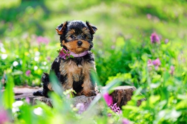 Йорки міні-габаритів