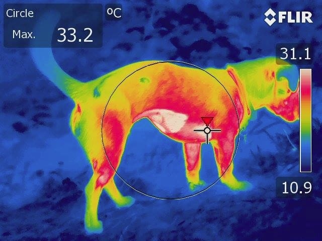 Короткошерстий собака в прохолодній обстановці