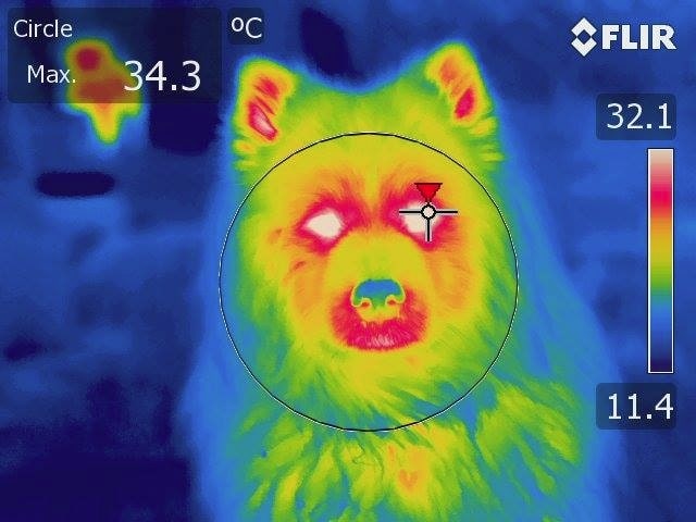Довгошерстий собака в прохолодній обстановці