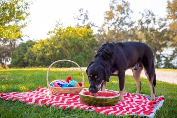 Утримання та харчування