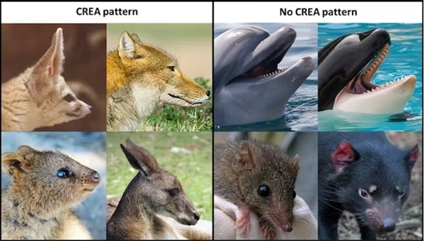 Розмір тіла ссавця не завжди означає, що його морда має бути довгою