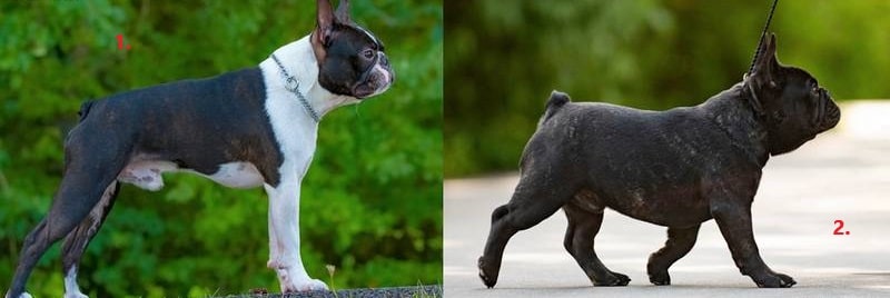 Відмінності забарвлень бостон-тер'єрів і французьких бульдогів