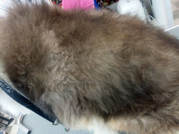 Вогнищеве відростання волосся у коллі