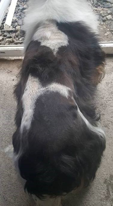 Вогнищевий ріст волосся у спанієля