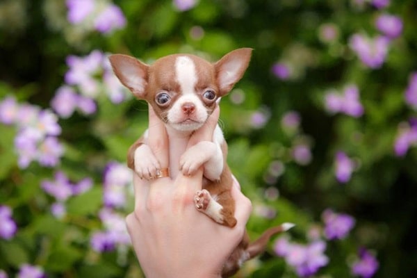 Види чихуахуа за розмірами — мікро