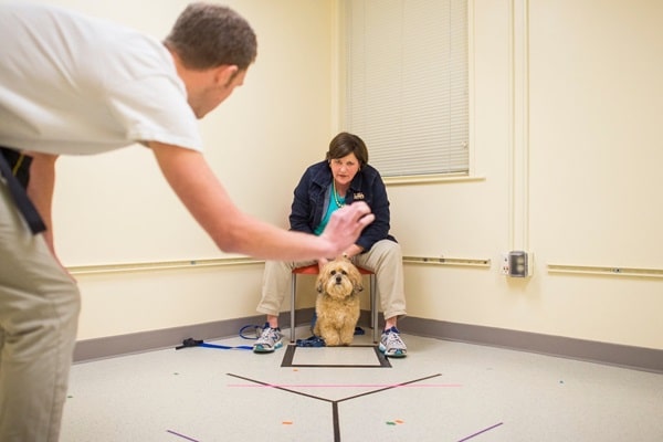 Як учені визначають і вимірюють розумові здібності собак