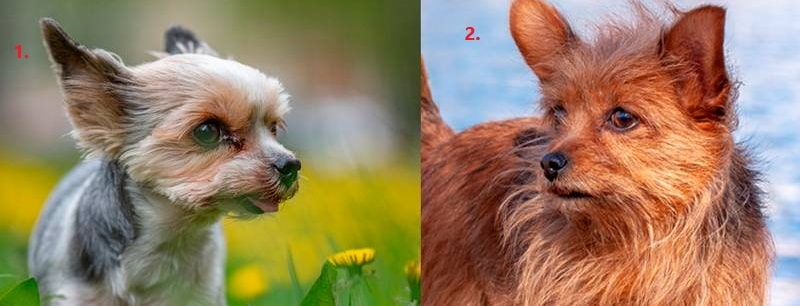 Як відрізнити міні-йорка і стандарт — очі