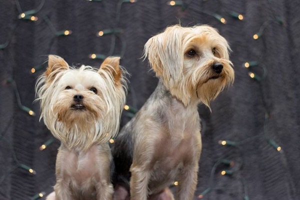 Як відрізнити міні-йорка і стандарт — зріст і вага