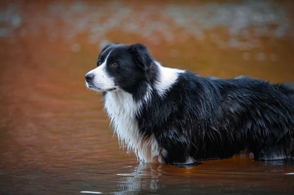 Загальний опис коллі