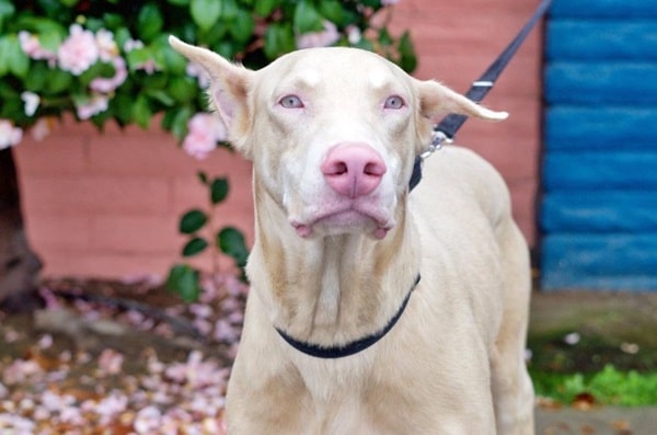 Білі добермани проти альбіносів