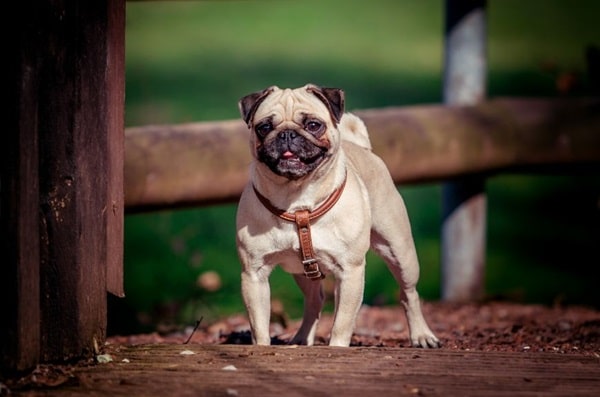Бульдожий тип мопса