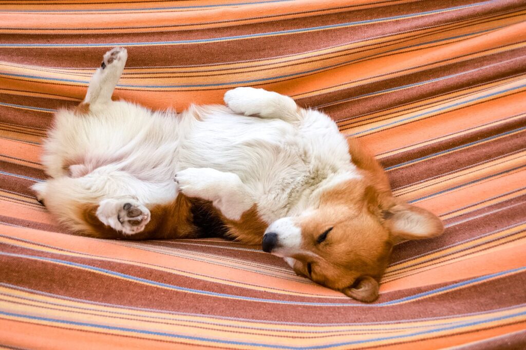 Чому собака спить на спині?