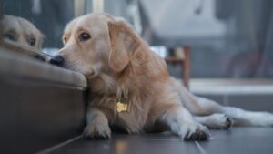 Чому собака сумний?