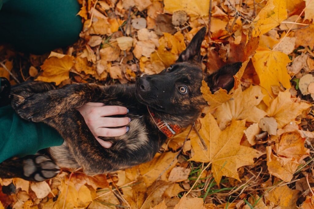 Чому собакам подобається, коли їм чухають живіт?