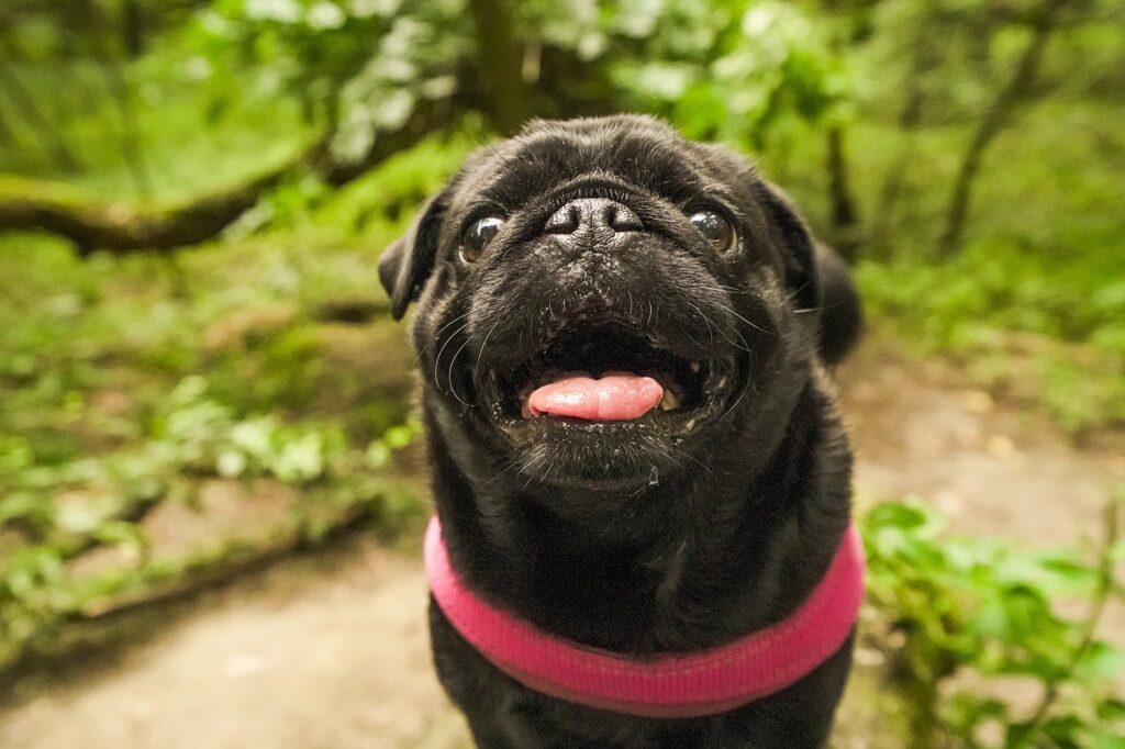 Чорний мопс — все про породу, фото забарвлення.