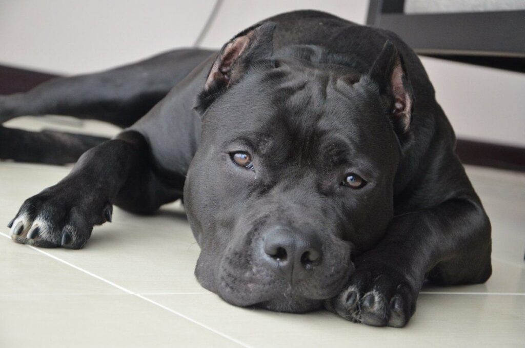 Чорний пітбуль — фото й опис забарвлення, особливості породи.