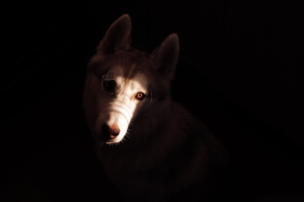 Чи бояться собаки темряви?