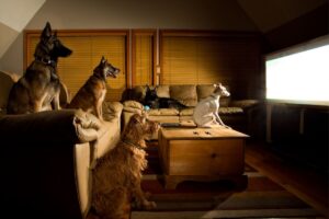 Чи можуть собаки дивитися телевізор?