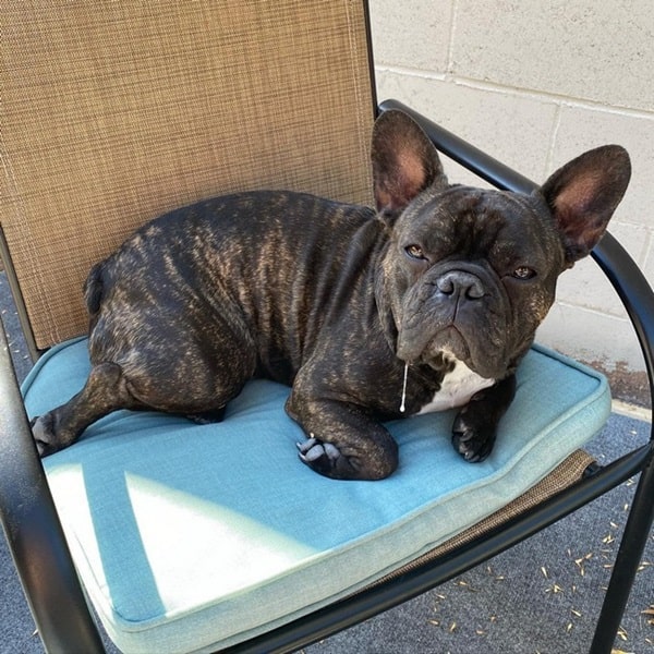 Французькі бульдоги пускають слину