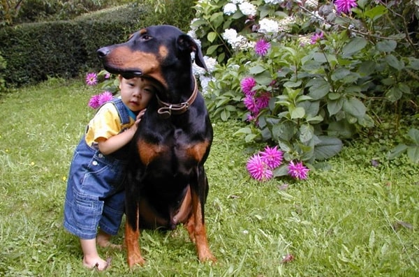 Доберман і маленькі діти