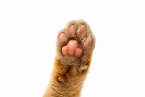 Догляд за кішкою без кігтів.