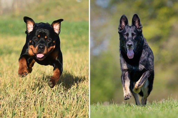 Думки експертів і приклади з життя про силу цих порід