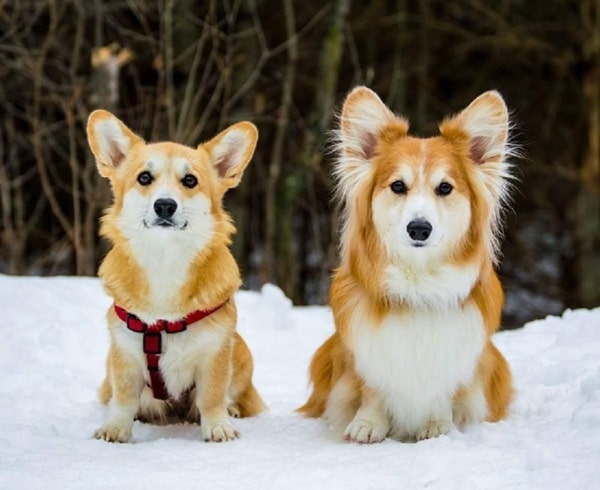 Два коргі: класик і з довгою шерстю