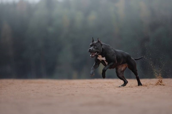 Факти про чорних пітбулів